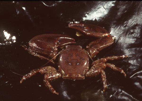 Photo of Petrolisthes eriomerus  by Royal BC Museum